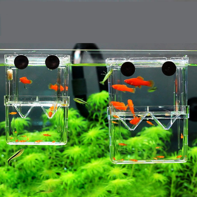Betta Fish Tank - صندوق عزل تربية الأسماك الطاووس خزان