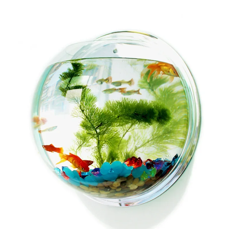 حوض سمك أكريليك من بينجر، حوض  - مراجعة Betta Fish Tank وسعره