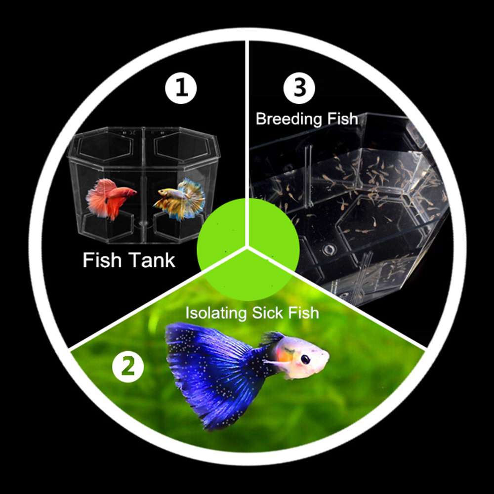 الاكريليك اثنين من الانقسام Gu - مراجعة Aquarium Fish Betta وسعره